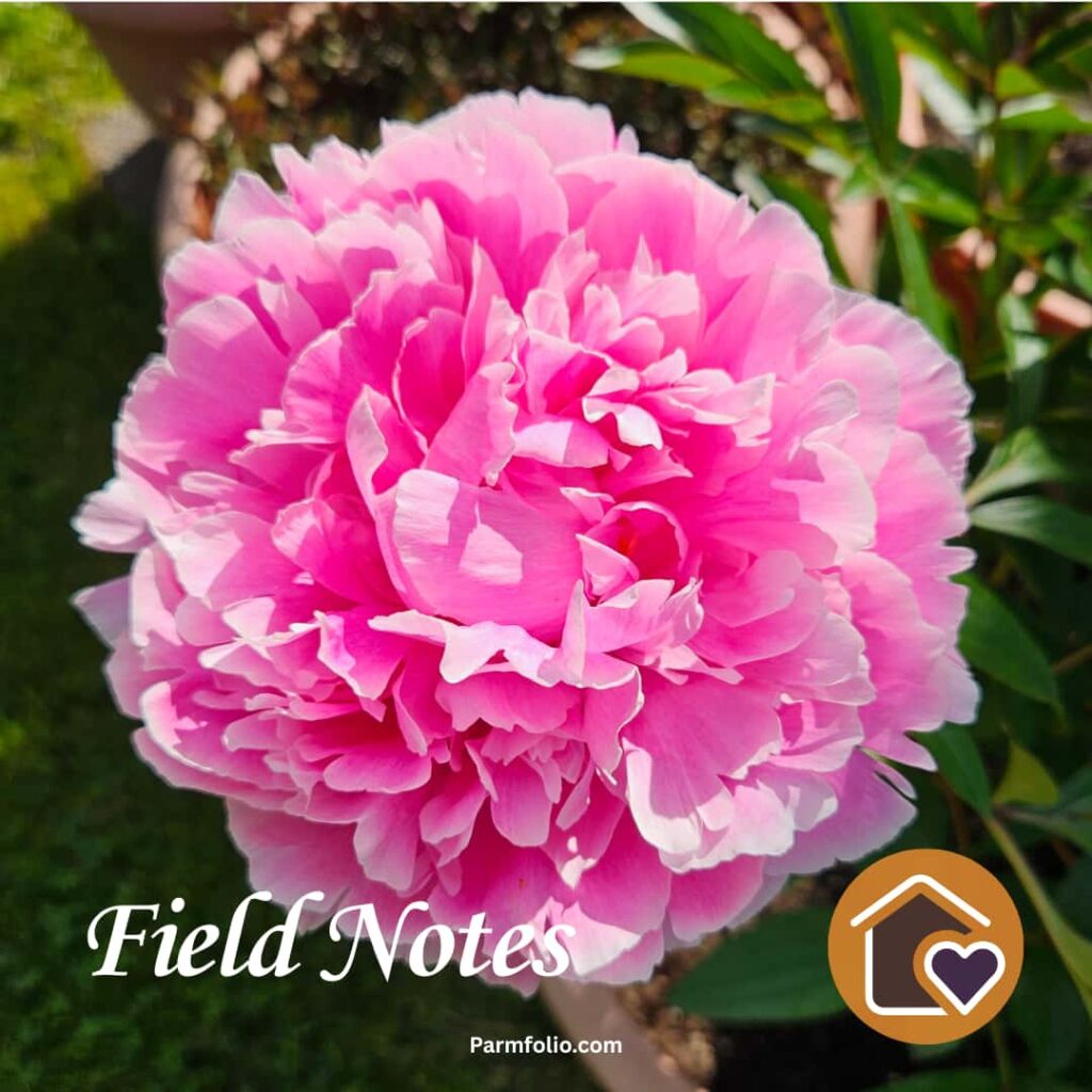 Mothers Day Pink Peony Bloom