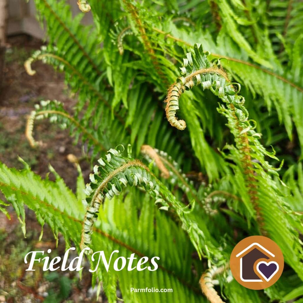 Pacific Northwest Sword Fern Fiddleheads