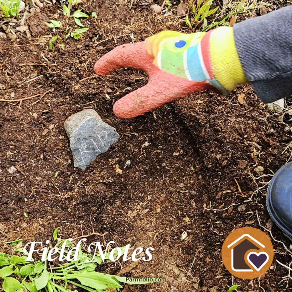 Child placing RIP stone on hummingbird grave in garden