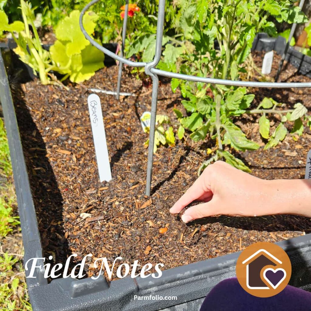 Covering Bean Seeds with Soil in a Spring Garden
