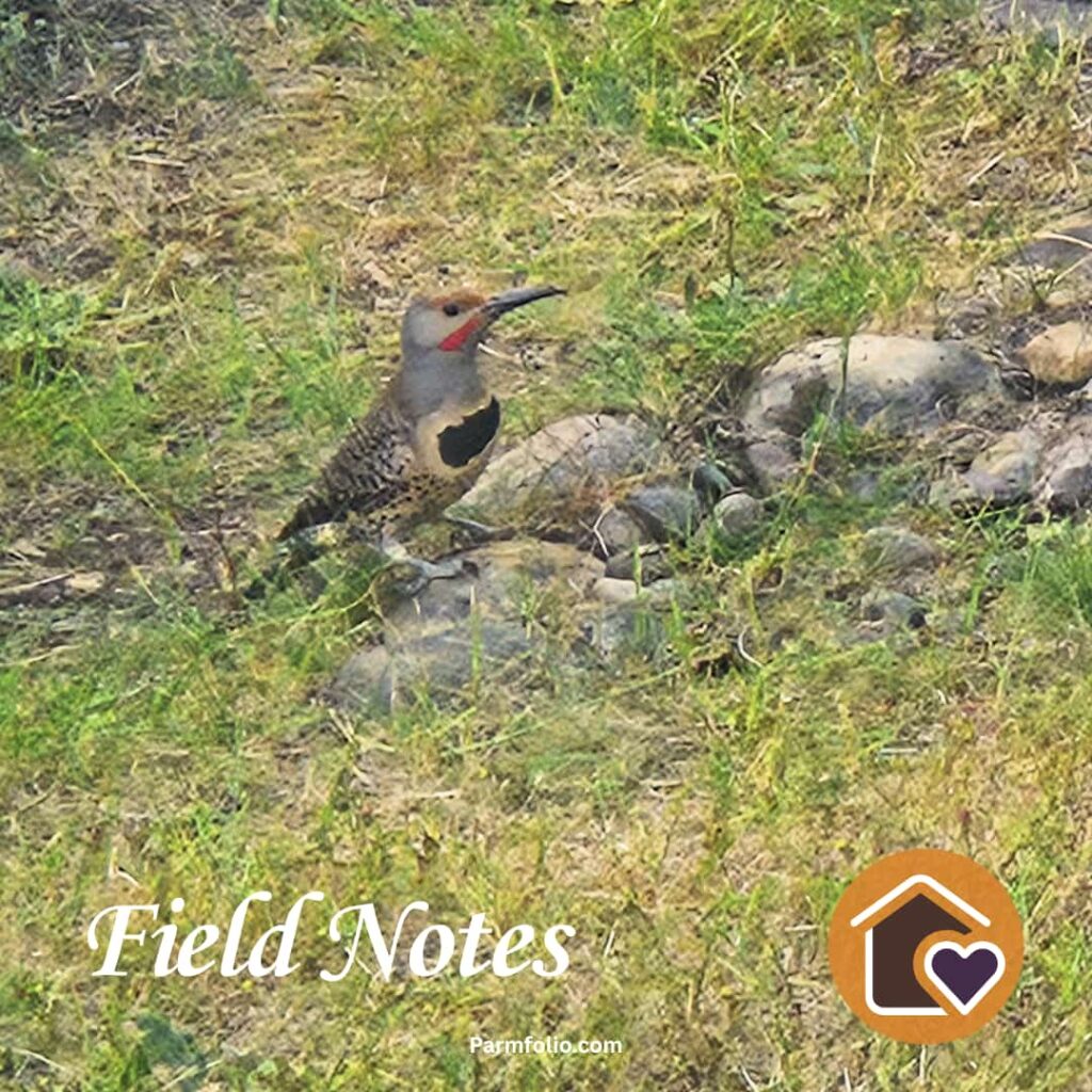 Northern Flicker Digging around Rocks for Food