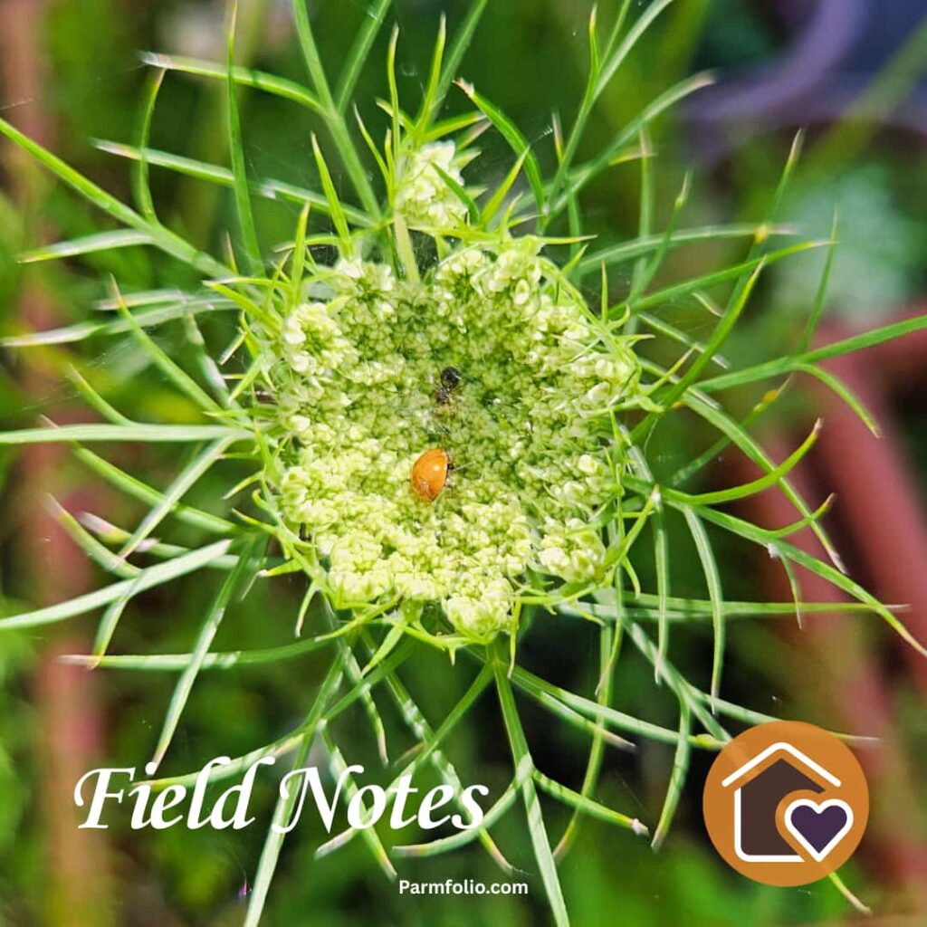 Carrot Flower Bloom with Spider and Ladybug