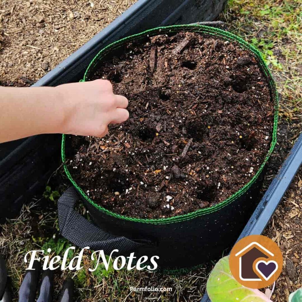 Child Planting Dwarf Cherry Seeds in Planter Filled With Soil