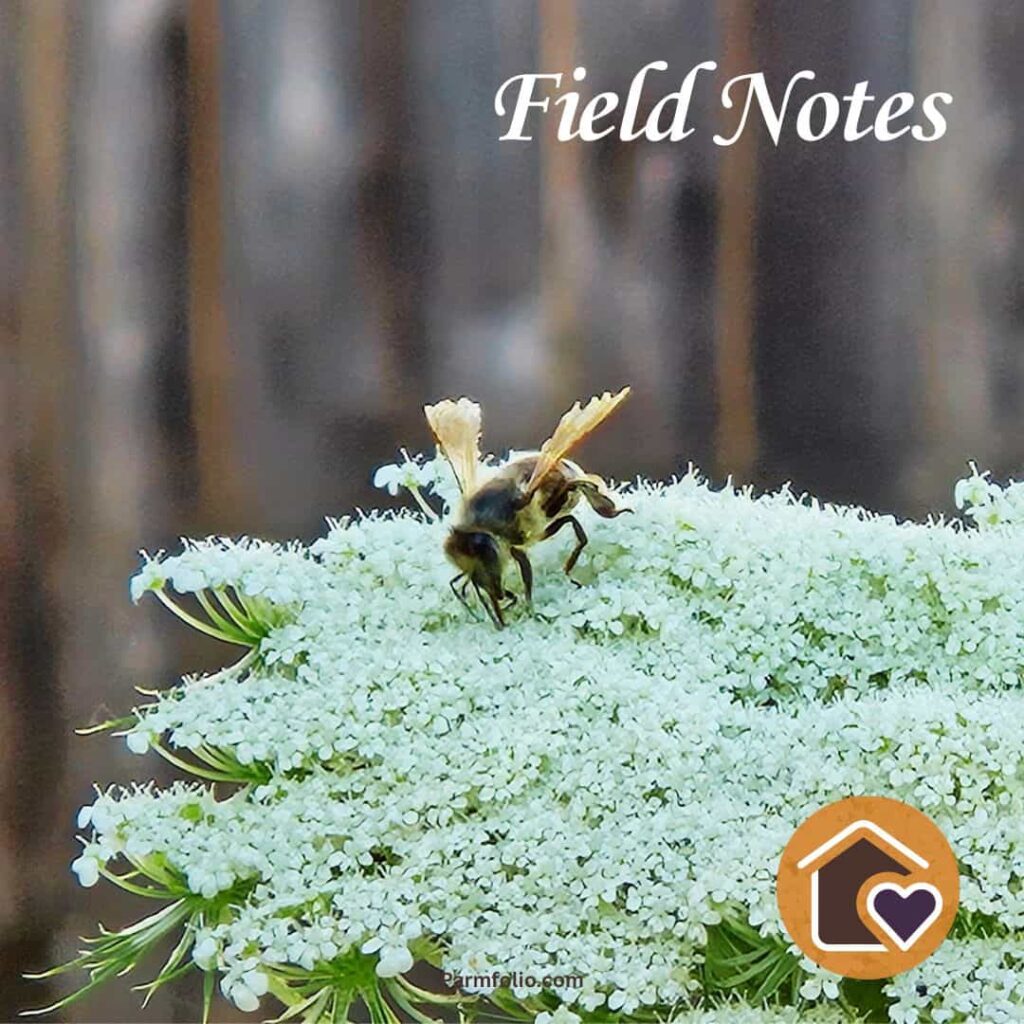 Honey Bee on Carrot Flower Close Up