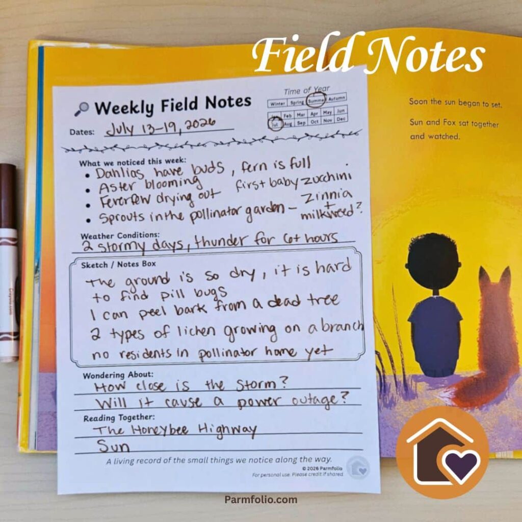 July Weekly field notes with Sun Fox Book