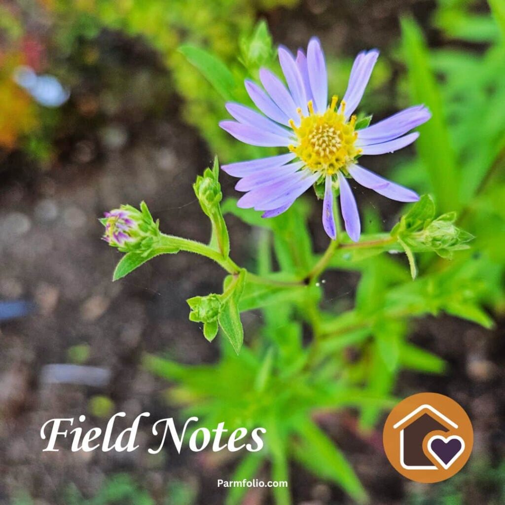 Native Plant Aster in Bloom Close Up