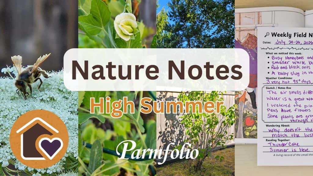 Nature Notes High Summer Featured Image