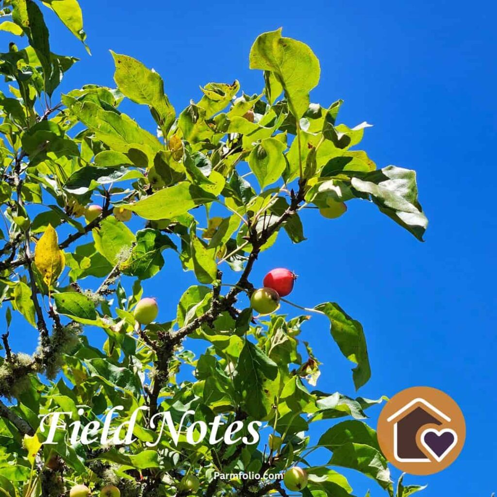 Pacific Northwest Red Crabapple Tree