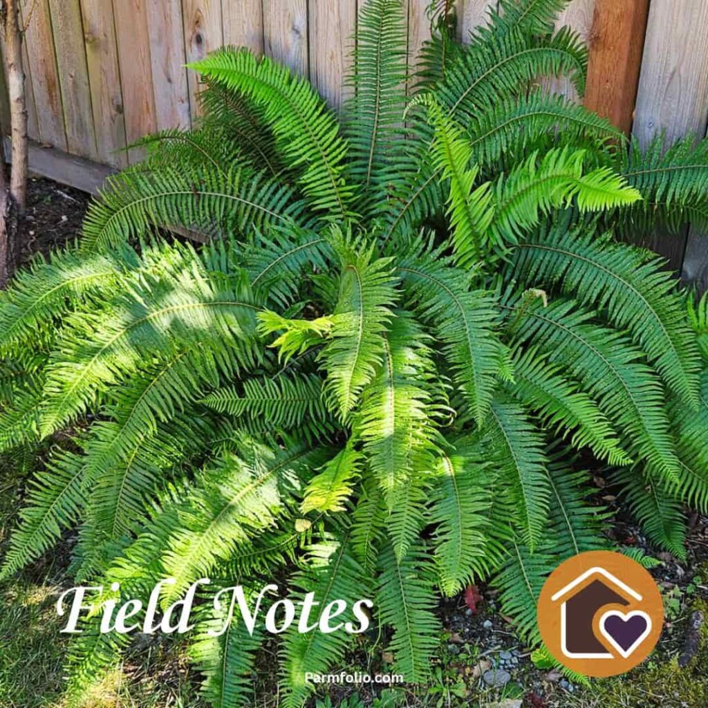 Pacific Northwest Sword Fern in Summer