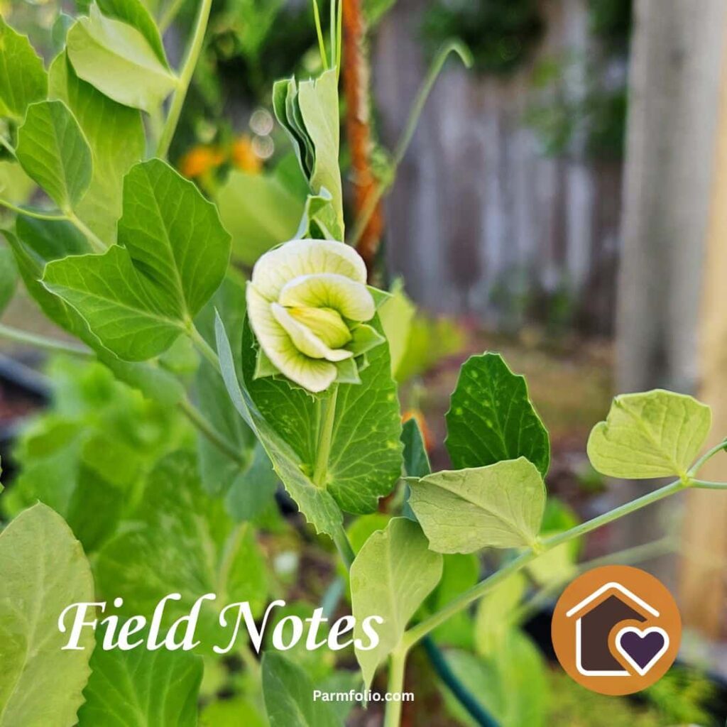 Pea Plant with Flower Close Up
