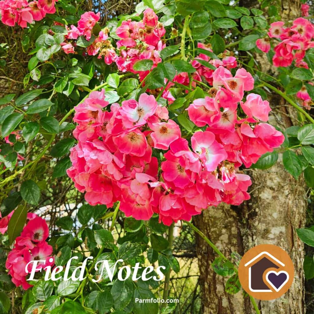 Pink Climbing Roses in Bloom