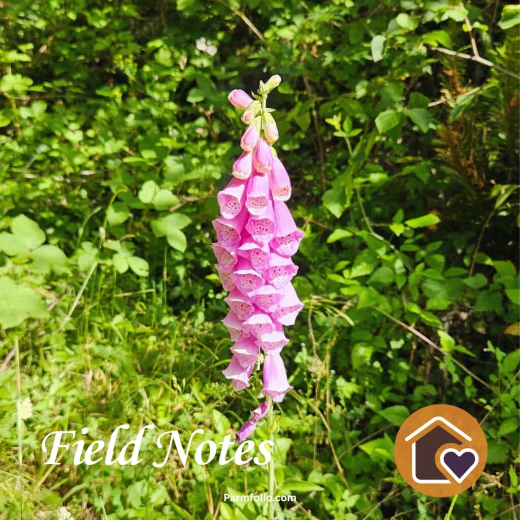 Pink Foxglove blooming in Pacific Northwest