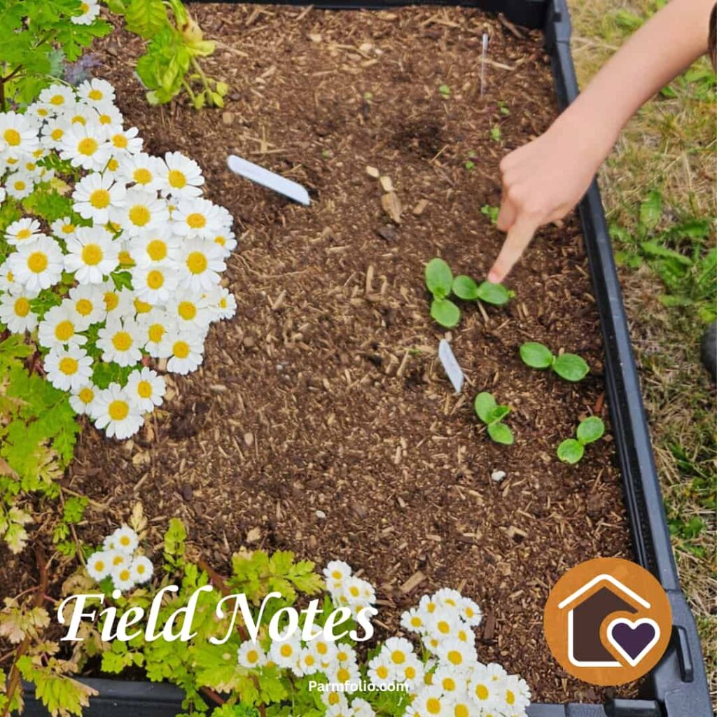 Pumpkin Sprouts in a Raised Garden Bed