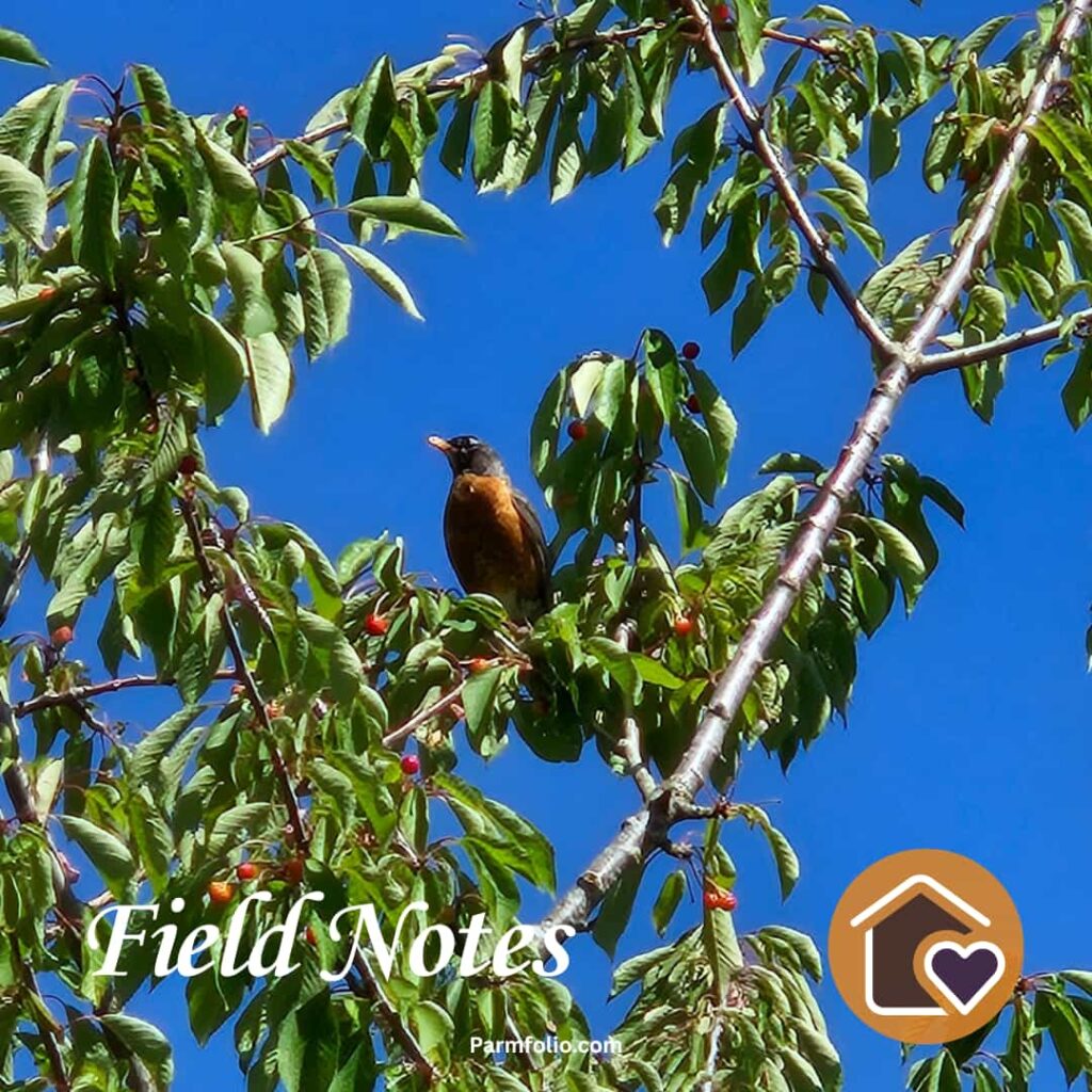 Robin eating red cherries