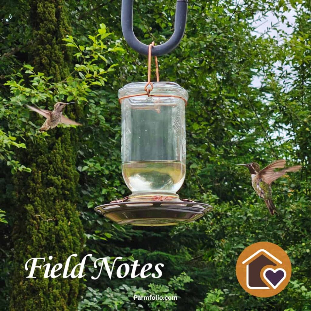 Ruby Throated Hummingbirds visit a Feeder