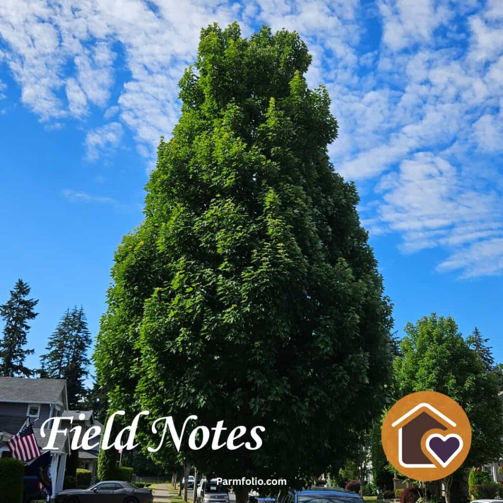 Trees fully leafed out in early summer