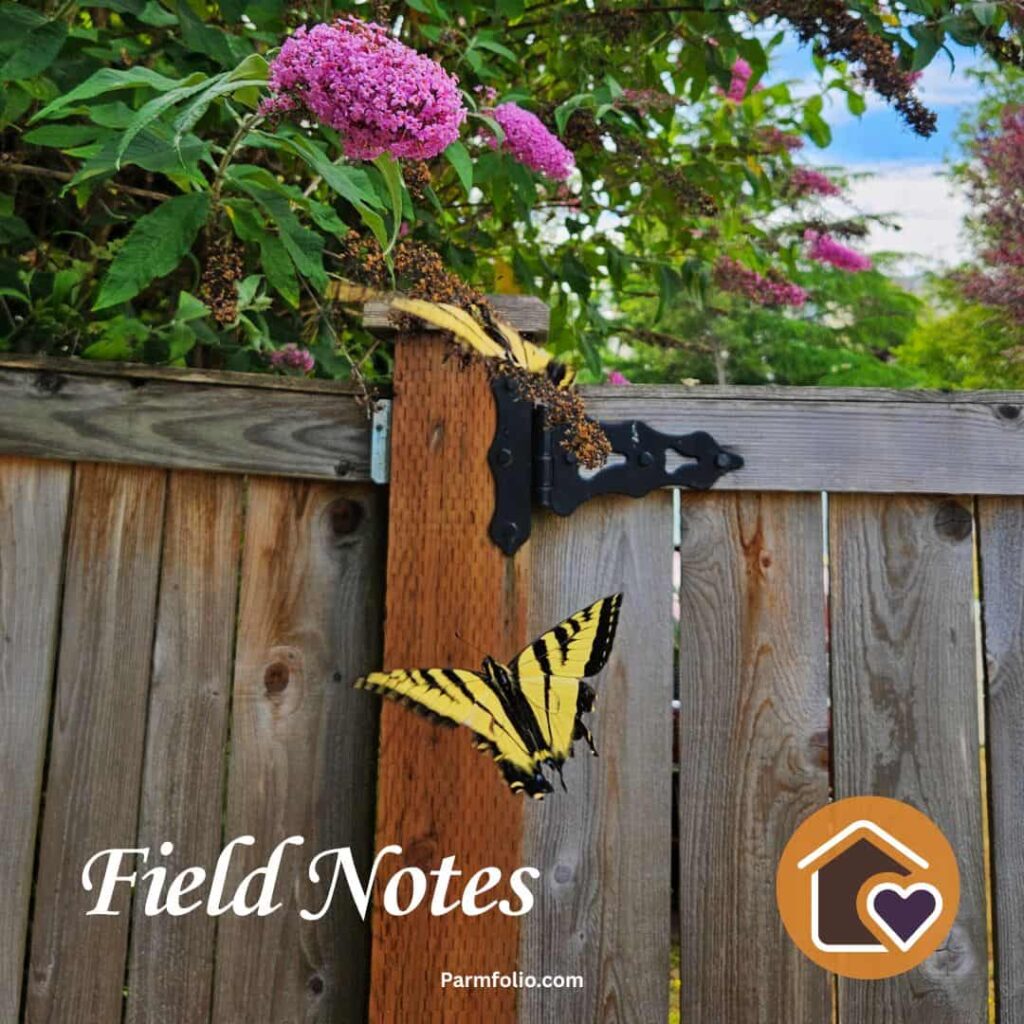 Washington State Yellow Tiger Swallowtail and Butterfly Bush