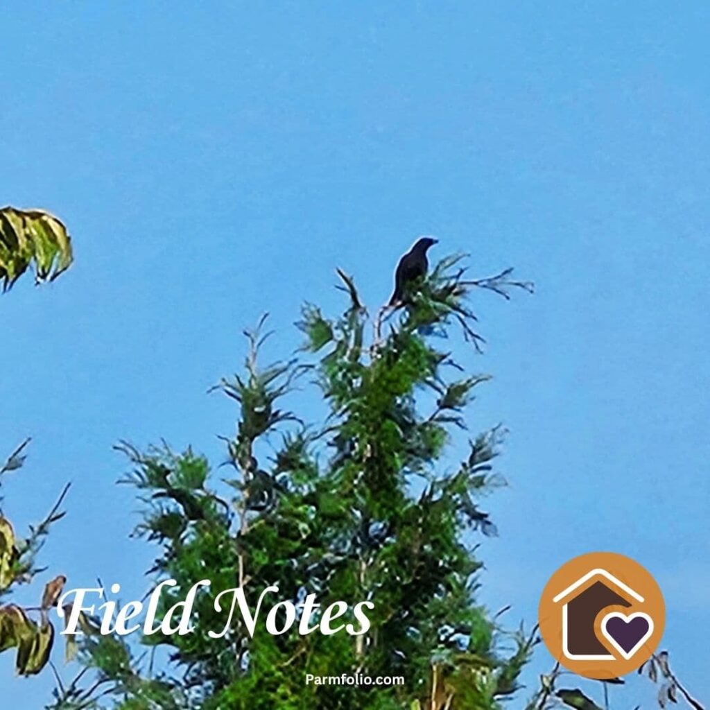 Black Crow Perches on top of Evergreen Tree