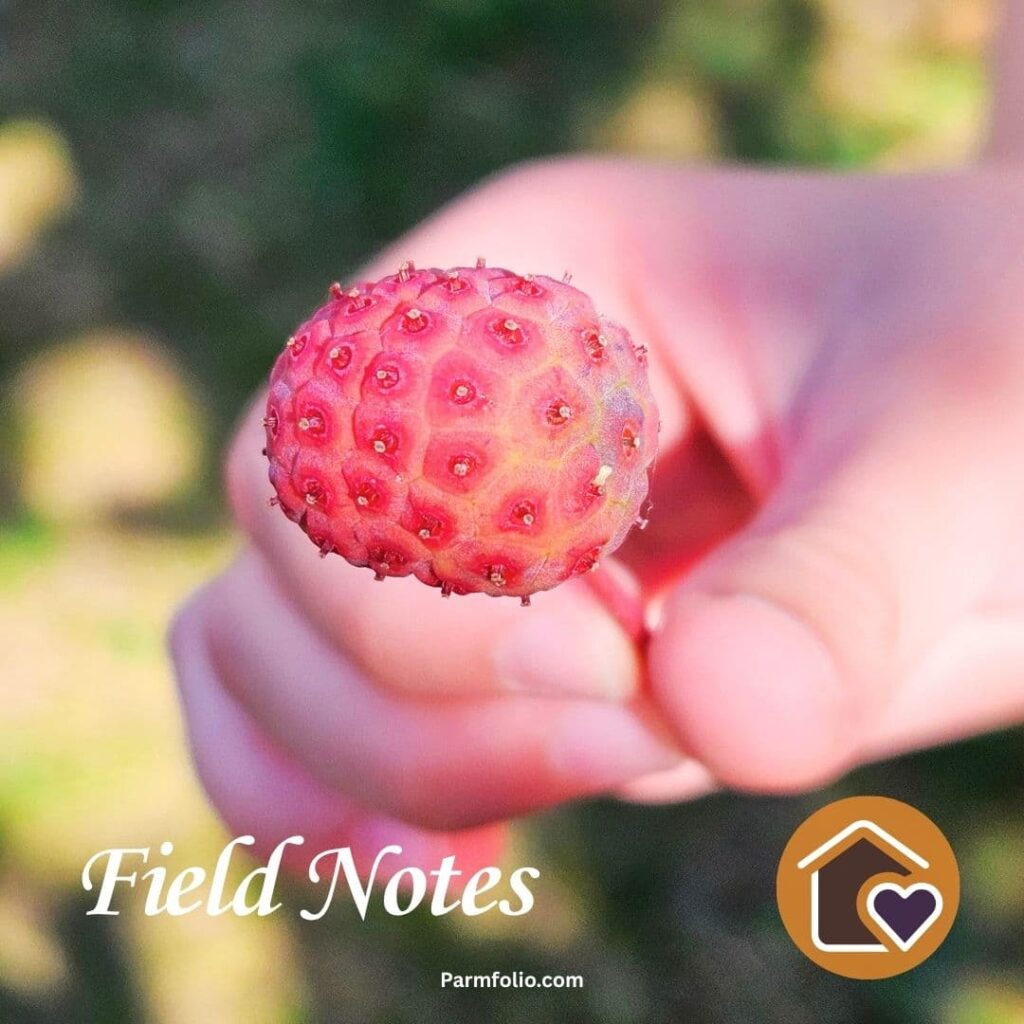 Child holding Dogwood Tree Fruit