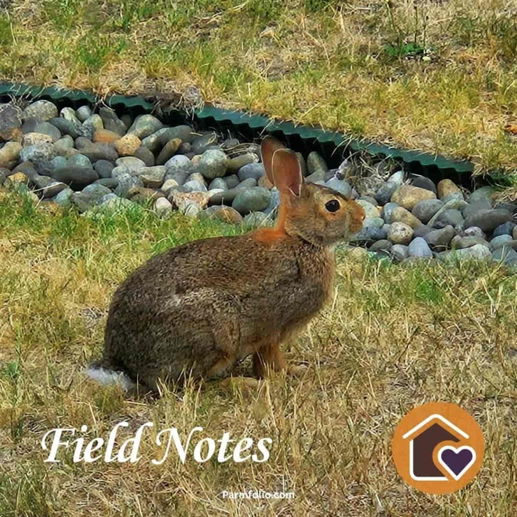 Eastern Cottontail Rabbit in Washington State