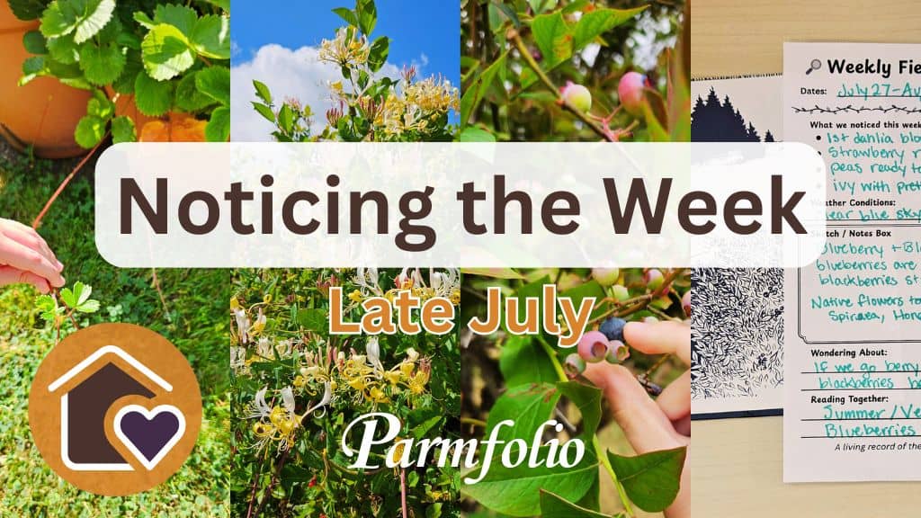 Noticing the Week Late July Featured Image