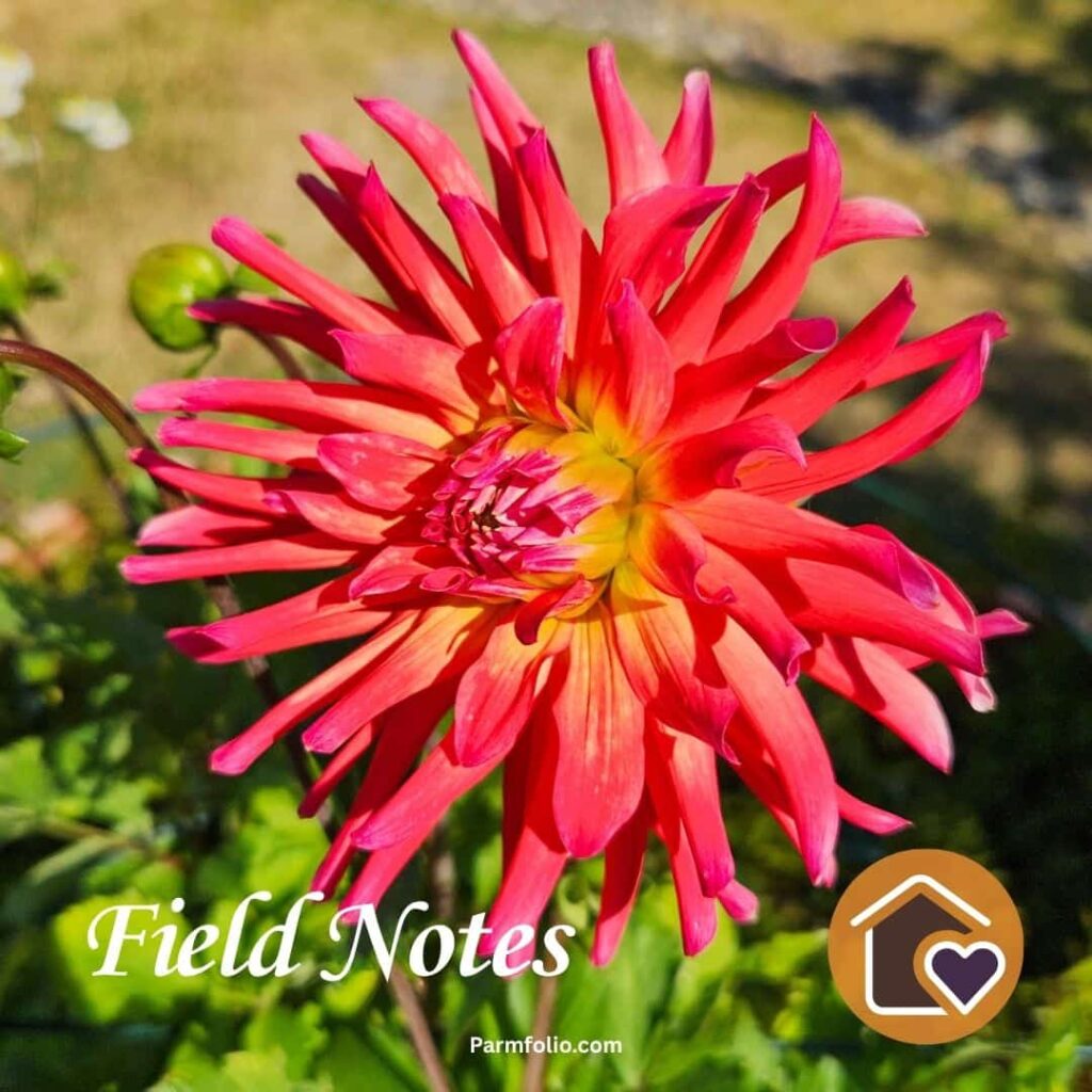 Red Dahlia Bloom