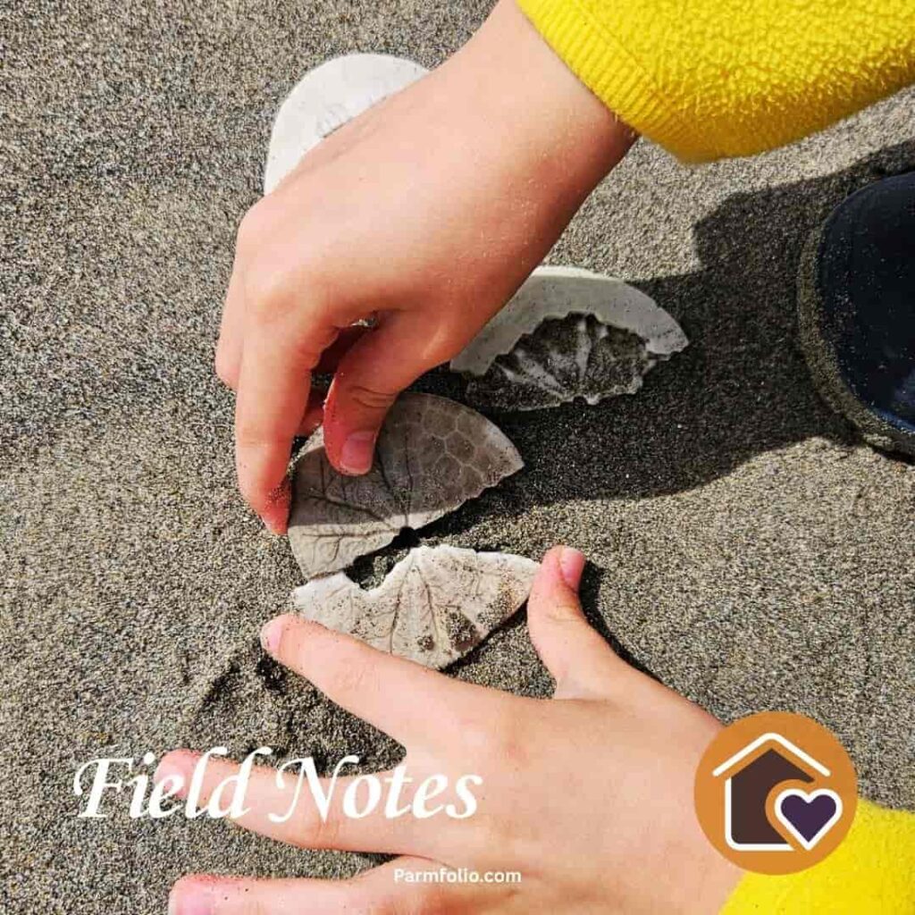 Child Matching Broken Sand Dollar Pieces on an Oregon Beach