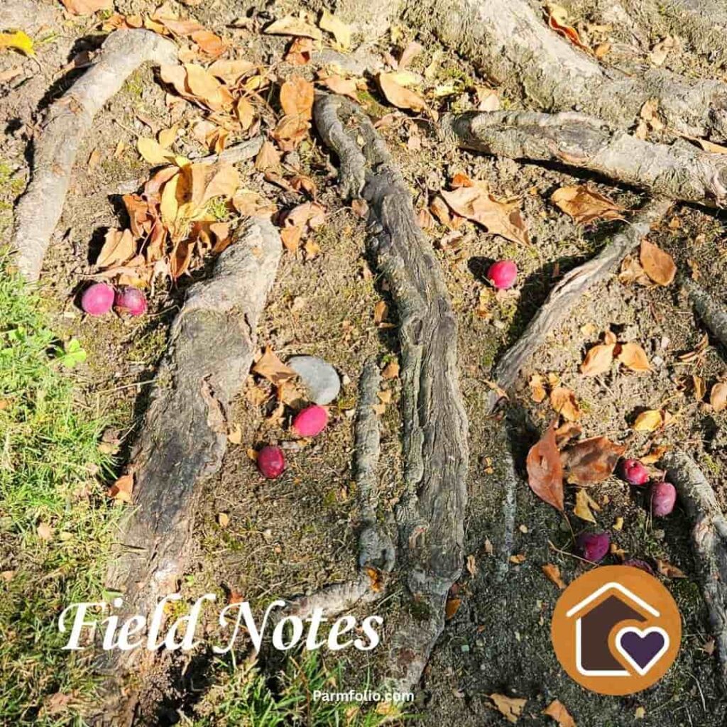 Crab Apples and Fallen Leaves Among Tree Roots