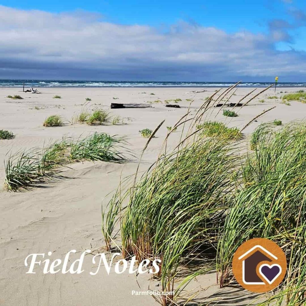 Grasses Blowing in the Wind at a Seaside Oregon Beach