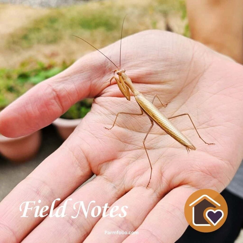 Hand with Brown Praying Mantis in Late Summer