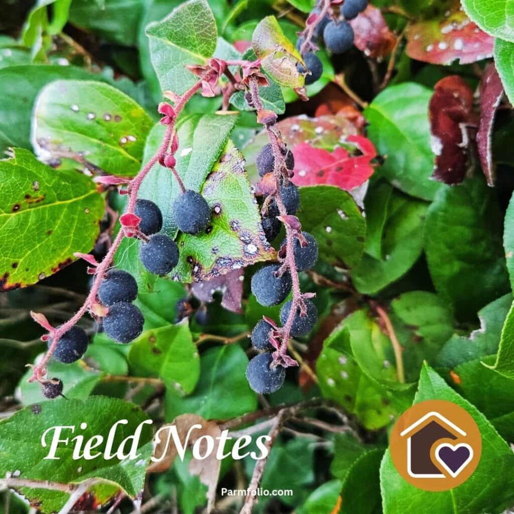Ripe Salal Berries at the Oregon Coast