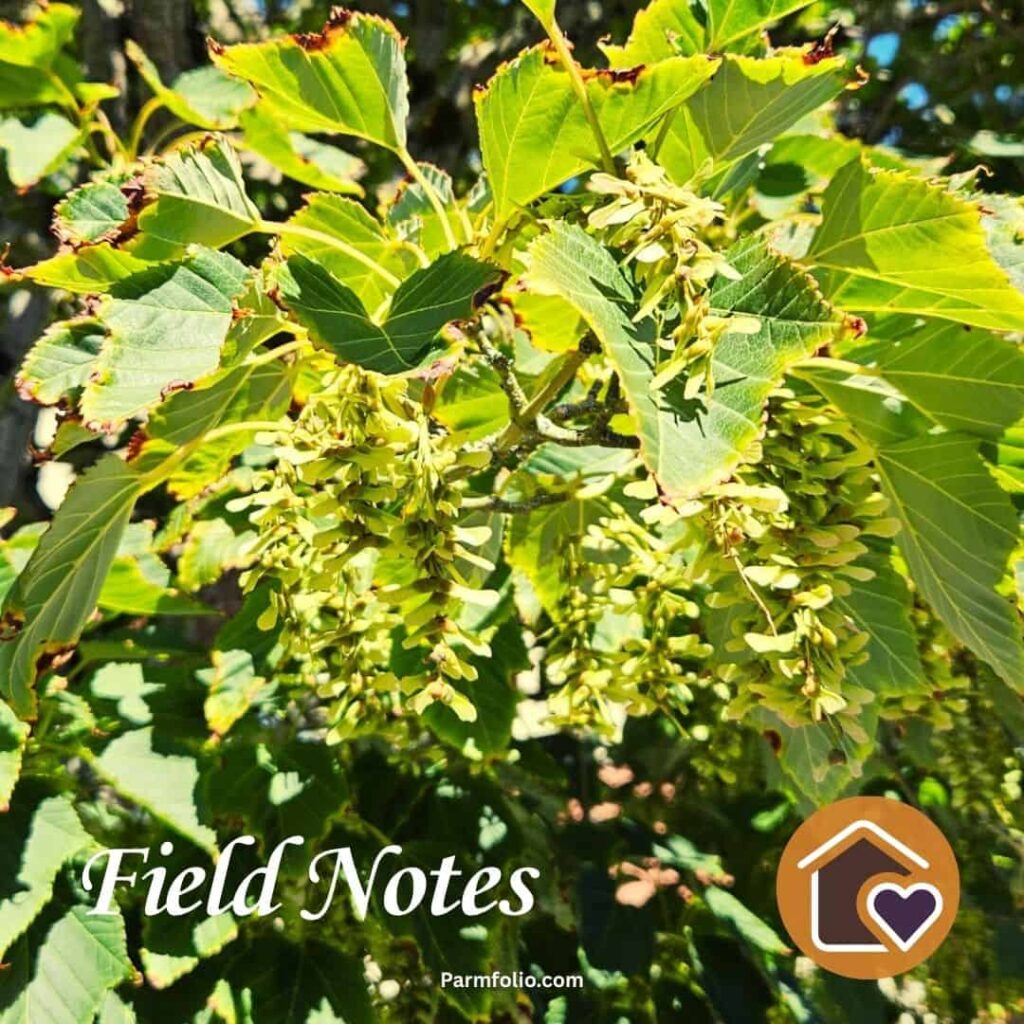 Snakebark Maple with Hanging Seed Clusters in August