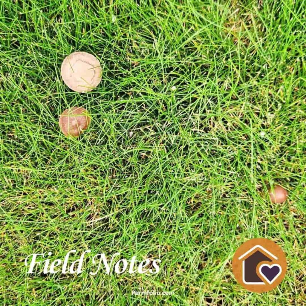 Brown Mushrooms Growing in Green Grass in September