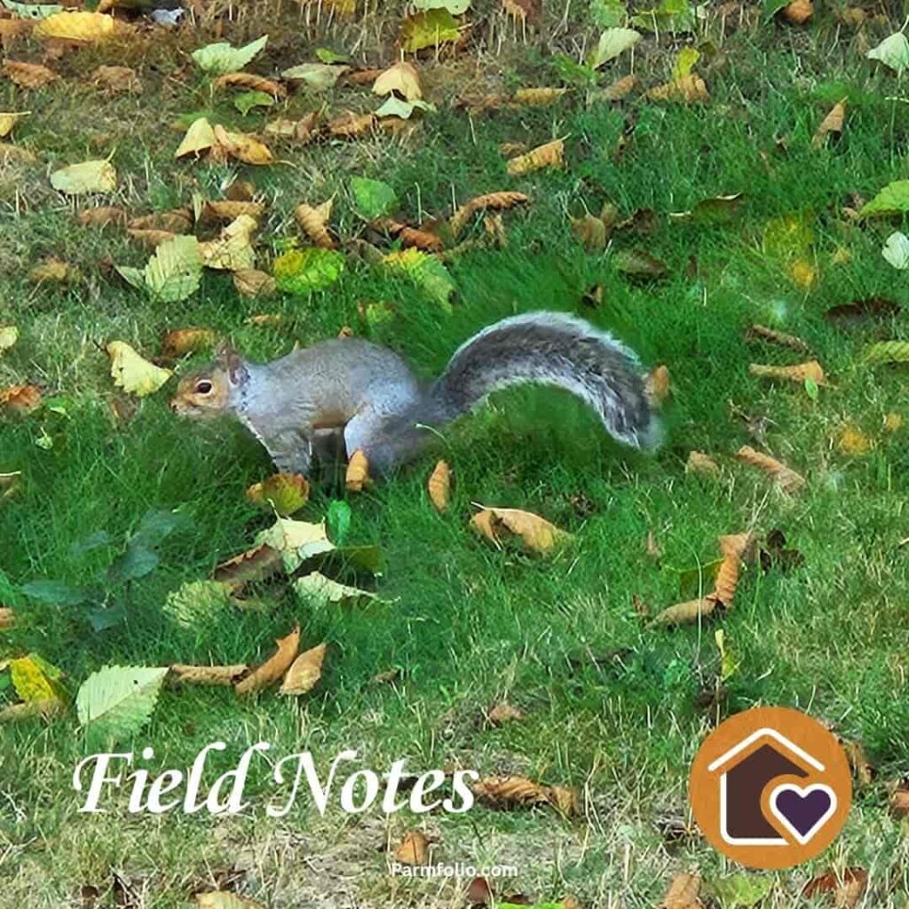 Gray Squirrel Among Fallen Leaves in Autumn