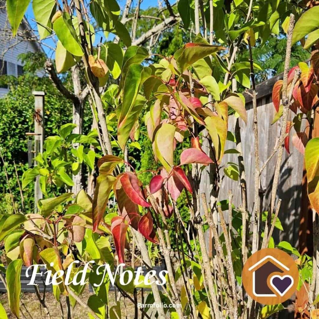 Lilac Bush Leaves Turning Red in Autumn