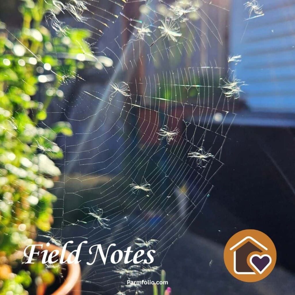 Spider Web with Seeds Stuck and Sun shining