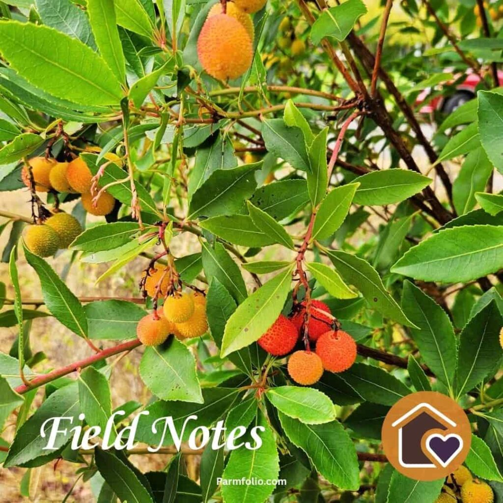 Strawberry Tree Fruit Turning Red in Autumn